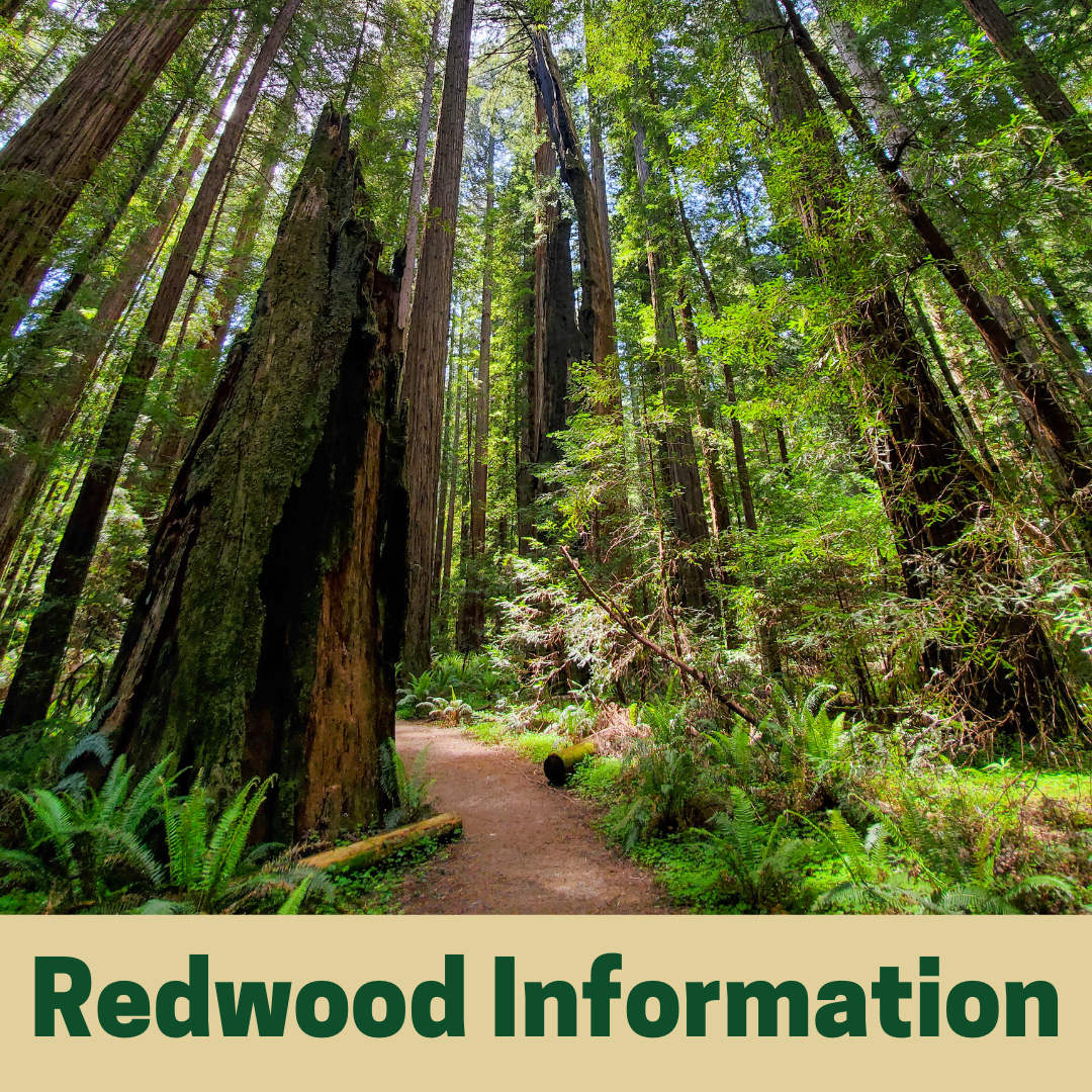 Redwood Information
